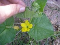 Image result for Lagenaria abyssinica