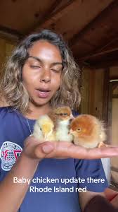 #update day two growing chicken