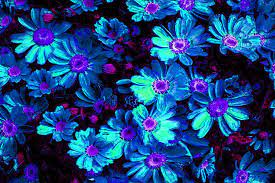 Digital flowers | trippy flowers wolfepaw digital art fractal raw fractals made pictures. Blue Flower Arrangement Digital Art By Phill Petrovic