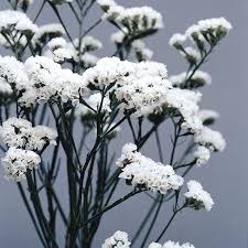 Pin On Flowers