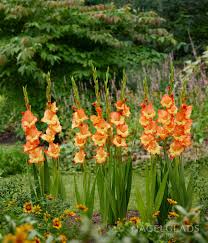 Image result for Gladiolus magnificus