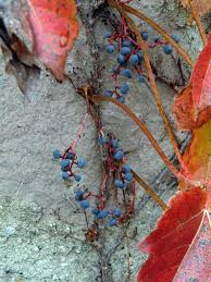 Image result for Parthenocissus