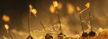 Image result for Ophrestia radicosa