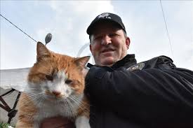 Polis Uygulama Noktasina Siginan Kedi Cemsit Ekiplerin Maskotu Oldu