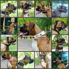 Collares Perro Boxer Panosundaki Pin