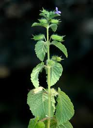 Image result for Mesosphaerum suaveolens