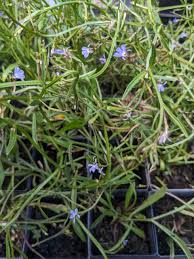 Image result for Lobelia anceps