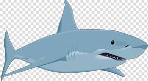 The nose of the shark protrudes towards the viewer. Great White Shark Drawing Sharks Transparent Background Png Clipart Hiclipart