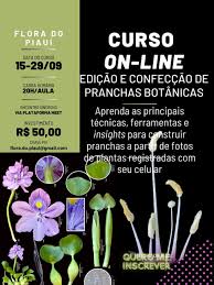 Image result for Aniseia martinicensis