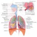 Diseases of the respiratory system. File Respiratory System Complete No Labels Svg Wikimedia Commons