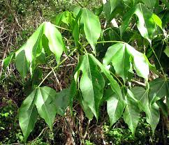 Image result for Gyrocarpus