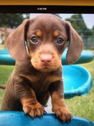 Check spelling or type a new query. Meet Rolo Mini Dachshund Too Cute Daschund Puppies Cute Baby Animals Dachshund Puppies
