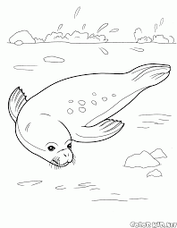 Seals (order carnivora) are marine mammals who live mostly in the water but spend some time on land or ice (usually to reproduce or rest). Coloring Page Seal Relaxante