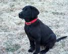 Labrador Retriever Puppies for Sale - Adoptapet