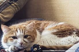 Which cat breed lives the longest? Prince S Unlikely Liver Mass