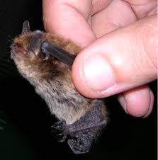 Jun 26, 2021 jun 26, 2021 by south china morning post. Hidden In Our Pockets Building Of A Dna Barcode Library Unveils The First Record Of Myotis Alcathoe For Portugal