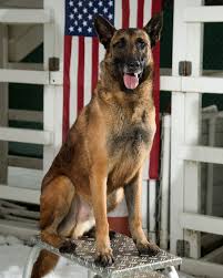 We did not find results for: Hd Wallpaper Adult German Shepherd Dog Military Canine Portrait Working Dog Wallpaper Flare