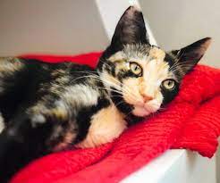 A yoga sequence for building a daily practice the following sequence will wake up the body and activate essential muscles to infuse your day with stability and openness. The Best Places For Cat Lovers In Los Angeles Discover Los Angeles