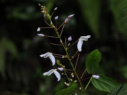 Image result for Pseudarthria