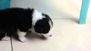 Still not seeing a difference? Black And White Corgi Puppy Youtube