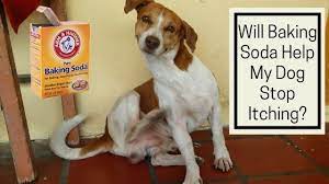 If your canine companion is experiencing rectal itching, you may see them: Will Baking Soda Help My Dog Stop Itching The Canine Expert