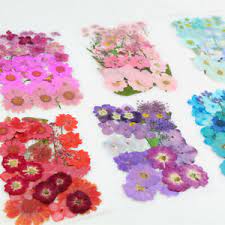 When you explore ruth ridley's dried flower craft blog, there are a few surprises to be had. Flower Bud Head Rose Dried Flowers For Sale Ebay