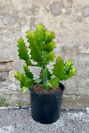 Image result for Euphorbia ingens