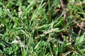 Image result for Eragrostis japonica