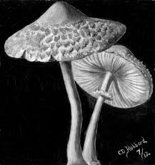 How To Draw Realistic Mushrooms Step By Step Drawing Guide By Catlucker Dragoart Com 567 free images of mushroom hat. how to draw realistic mushrooms step