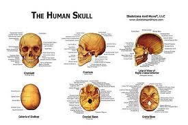 Human Skull Anatomical Chart Models Skulls New 8 95