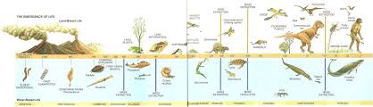 Evolution And The Beginnings Of Life On Earth Hubpages