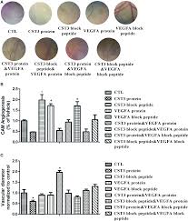 Cystatin C Expression Is Promoted By Vegfa Blocking With