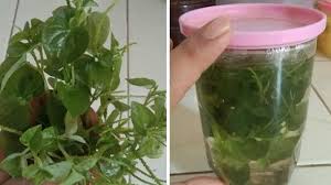 Asam urat sembuh total hanya dengan daun sirih cina !!! Terbukti Ampuh Rendam Daun Sirih Cina Untuk Obati Asam Urat Kronis Pegiat Literasi Com