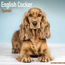Download and use 100+ cocker spaniel stock photos for free. English Cocker Spaniel 2021 Wall Calendar Avonside Publishing Ltd Amazon De Bucher