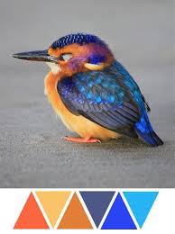 Black Bird With Orange Wings South Africa Baby Kingfisher Bird Feathers Blue Orange Grey Krasivye Pticy Abstraktnye Kartiny Maslom Sinyaya Cvetovaya Palitra