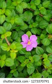 Image result for Dissotis