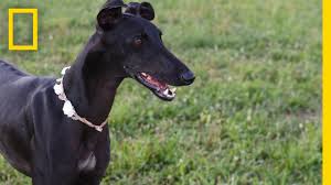 Galgo The Spanish Greyhound Left To Die By The Hundeds Of