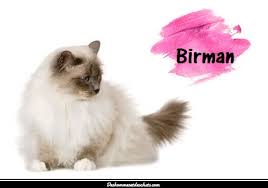 Chats sacré de birmanie à vendre. Le Sacre De Birmanie Des Hommes Et Des Chats