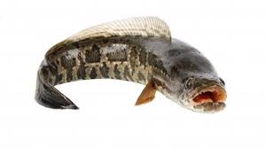 Hasil gambar untuk Ikan Gabus