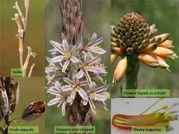 Image result for Asphodelaceae