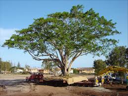 Image result for Eucalyptus cloeziana