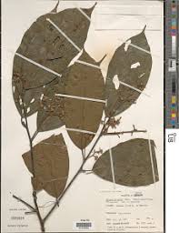 Image result for Orthopichonia cirrhosa