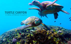 Turtle Snorkeling Oahu ...