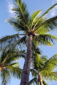 Palm Tree Light Play Photograph By Skip Willits