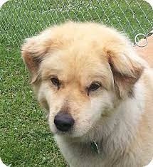 Golden retriever puppies maine adoption. Portland Me Golden Retriever Meet Snuggles 300 A Pet For Adoption