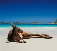 Kuvahaun tulos haulle austraalia