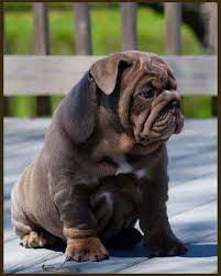 French bulldog puppies for sale illinois under 600. French Bulldog Puppies For Sale Illinois Under 600 The Y Guide