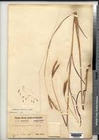 Image result for Andropogon chinensis