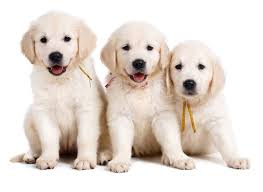 Golden retrievers always rank high among the most popular breeds in the united states. 1 Golden Retriever Puppies For Sale In Seattle Wa