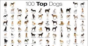 The clubs must meet the akc breed acceptance criteria before going into the miscellaneous group, after which it may move up to a permanent dog group. Dog Breeds A Z List The Y Guide